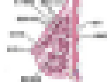 青春期的性發育