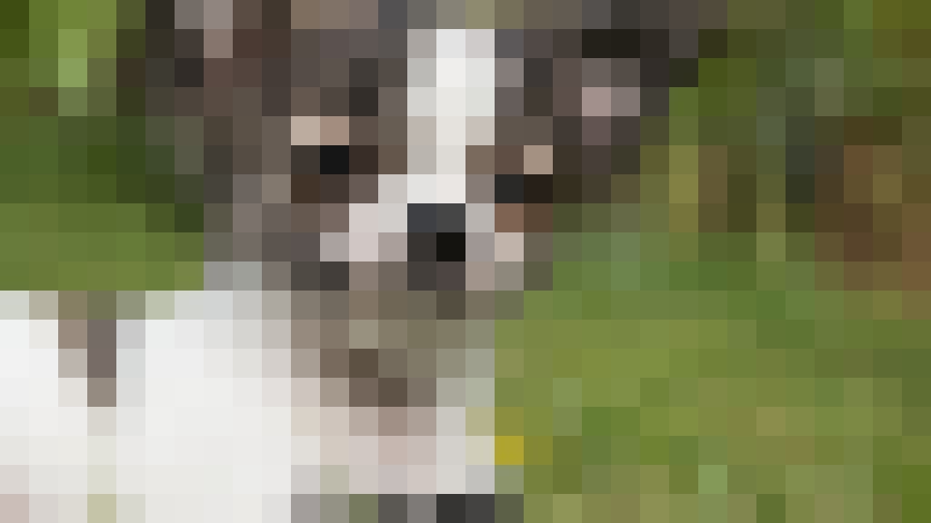dog__1